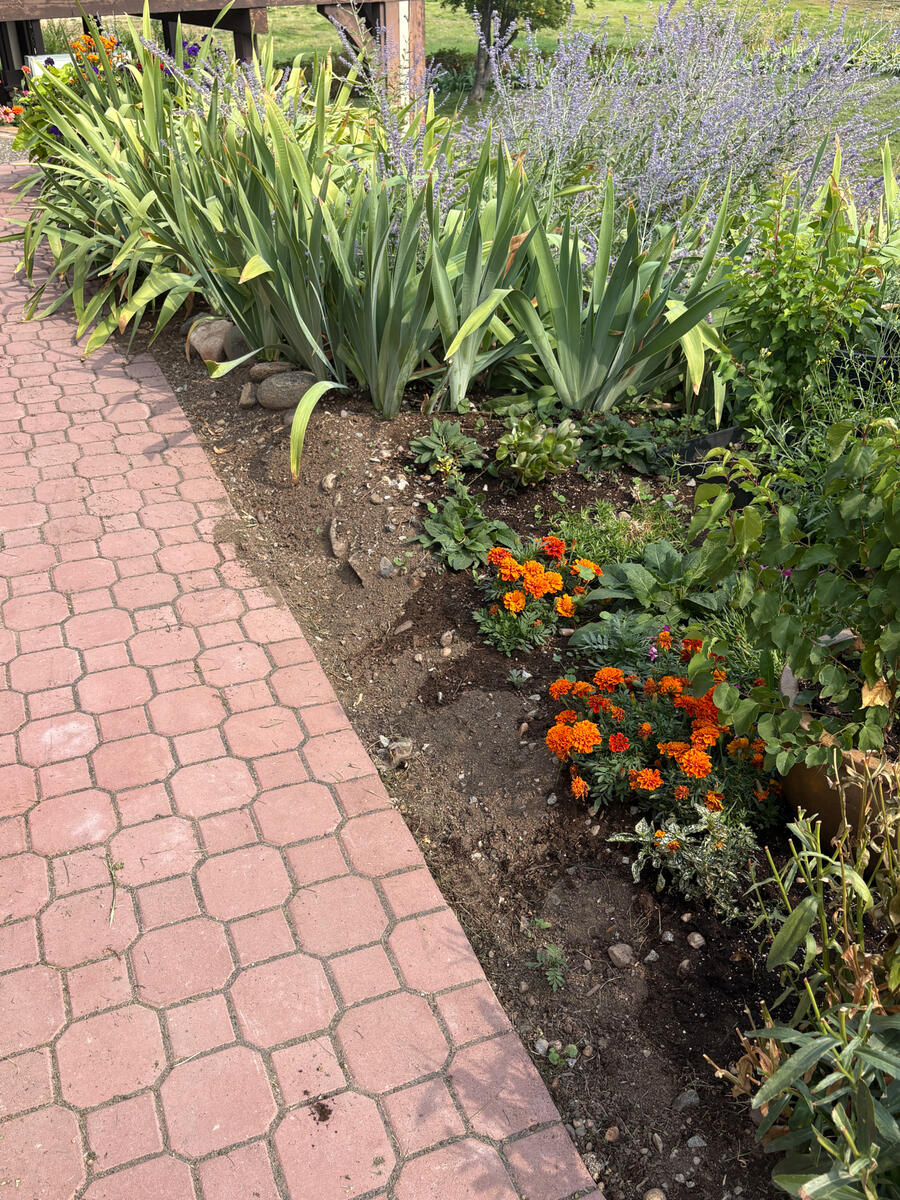 Okanagan landscaping Tulips in bloom